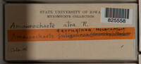 Image Associated With the Occurence